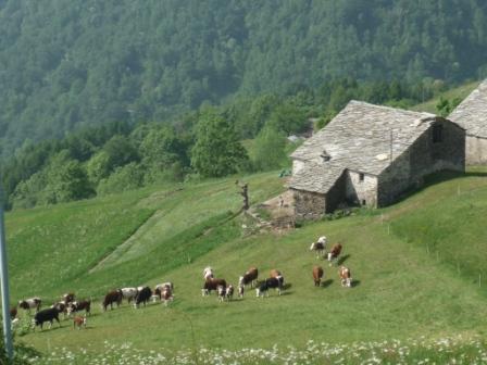 Salvine