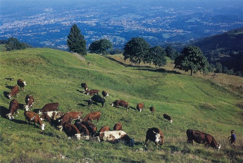 il pascolo sui bei prati delle Salvine