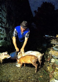 vita montanara