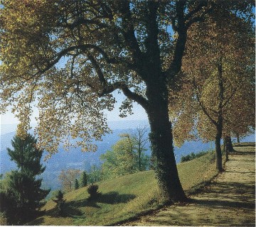 un'altro scorcio della Burcina