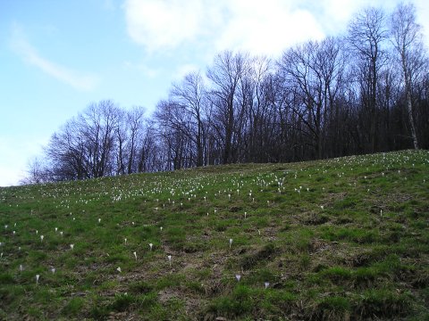 prati fioriti in primavera vicino alla Foriaschetta