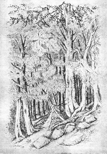 la faggeta, in un disegno a tratto