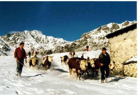 la mandria sulla neve