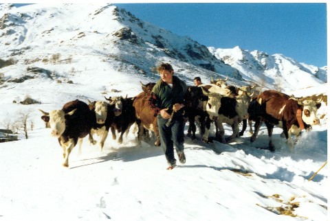 la mandria scende sulla strada innevata