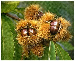 ricci della castagne